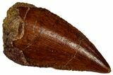 Serrated Raptor Tooth - Real Dinosaur Tooth #297765-1